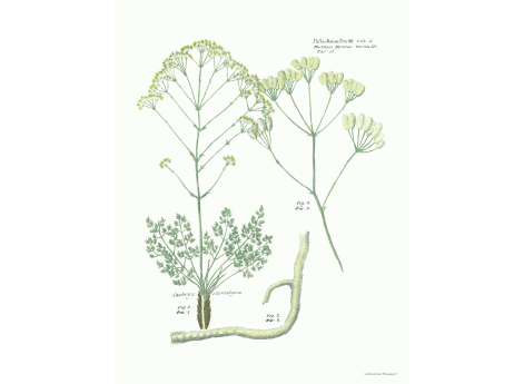 Том III. Таб.G. Cachrys odontalgica.