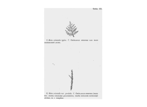 1) Biota orientalis typica. С.отдельная веточка или так называемый лист. 2) Biota orientalis var.pendula s.filiformis. С.отдельная веточка(так называемый лист) несколько увеличенная, чтобы показать настоящие листья, т.е.чешуйки.