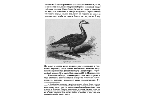 Горный гусь (Auser indicus).