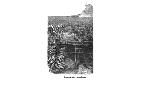 Подводные леса у мыса Горн.