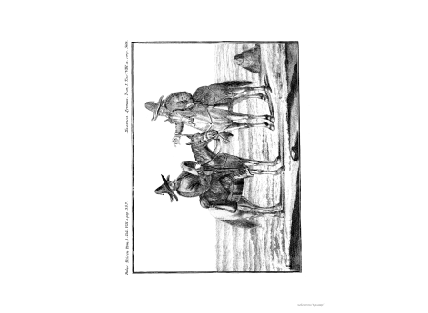 Том I. Таб. VIII.а. стр.569.