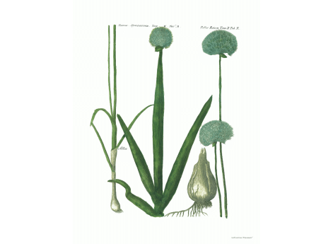 Том II. Таб.R. Allia.