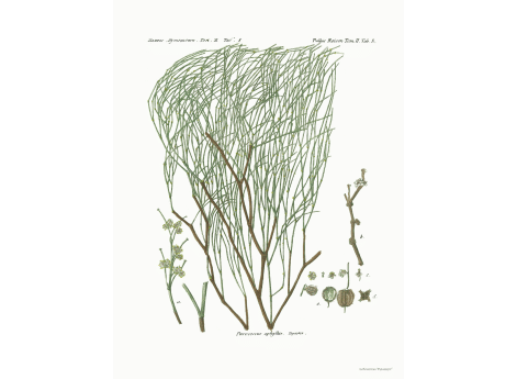 Том II. Таб.S. Pterococcus aphyllus. Торлок.