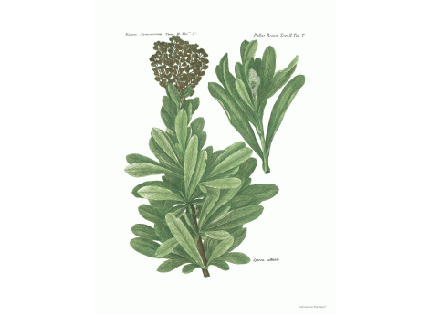 Том II. Таб.T. Spirea altaica.