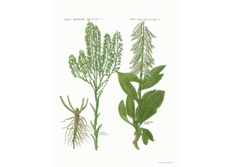 Том II. Таб.U.  Lepidium ceratocarpon. Cardamine nivalis.