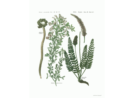 Том II. Таб.W. Robinia Halodendron. Astragatus spicatus.