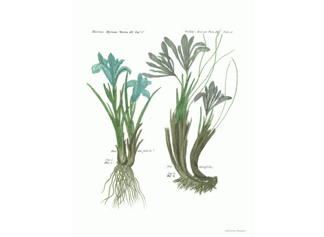 Том III. Таб.C.  Iris an spuria. Iris tenuifolia.