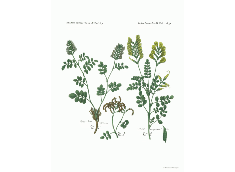 Том III. Таб.Gg. Glycyrrhiza Asperrima. Cytisus annigricans.