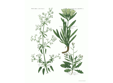 Том III. Таб.L. Rubia cordifolia. Raphamus tenellus.