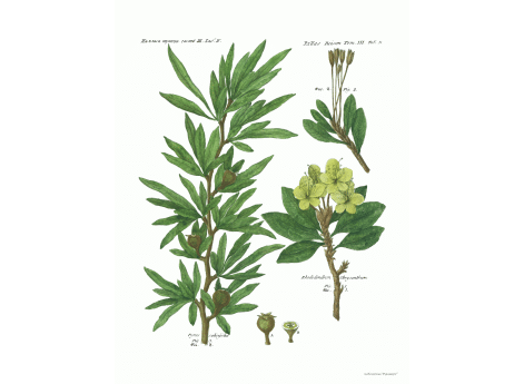 Том III. Таб.N. Pyrus saticifolia. Rhododendron Chrysanthum.