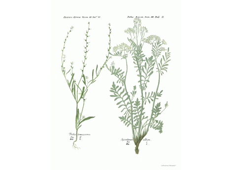 Том III. Таб. Vella tenuissima. Sysimbrium Album.