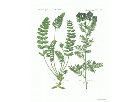 Том III. Таб.W. Phaca syloatica.Galega darurica.