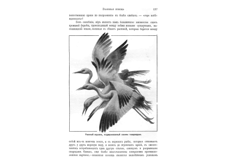 Степные собаки и их зернохранилища.